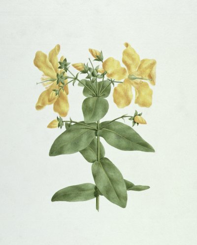 Feel-Fetch (Hypericum quartinianum) by James Bruce